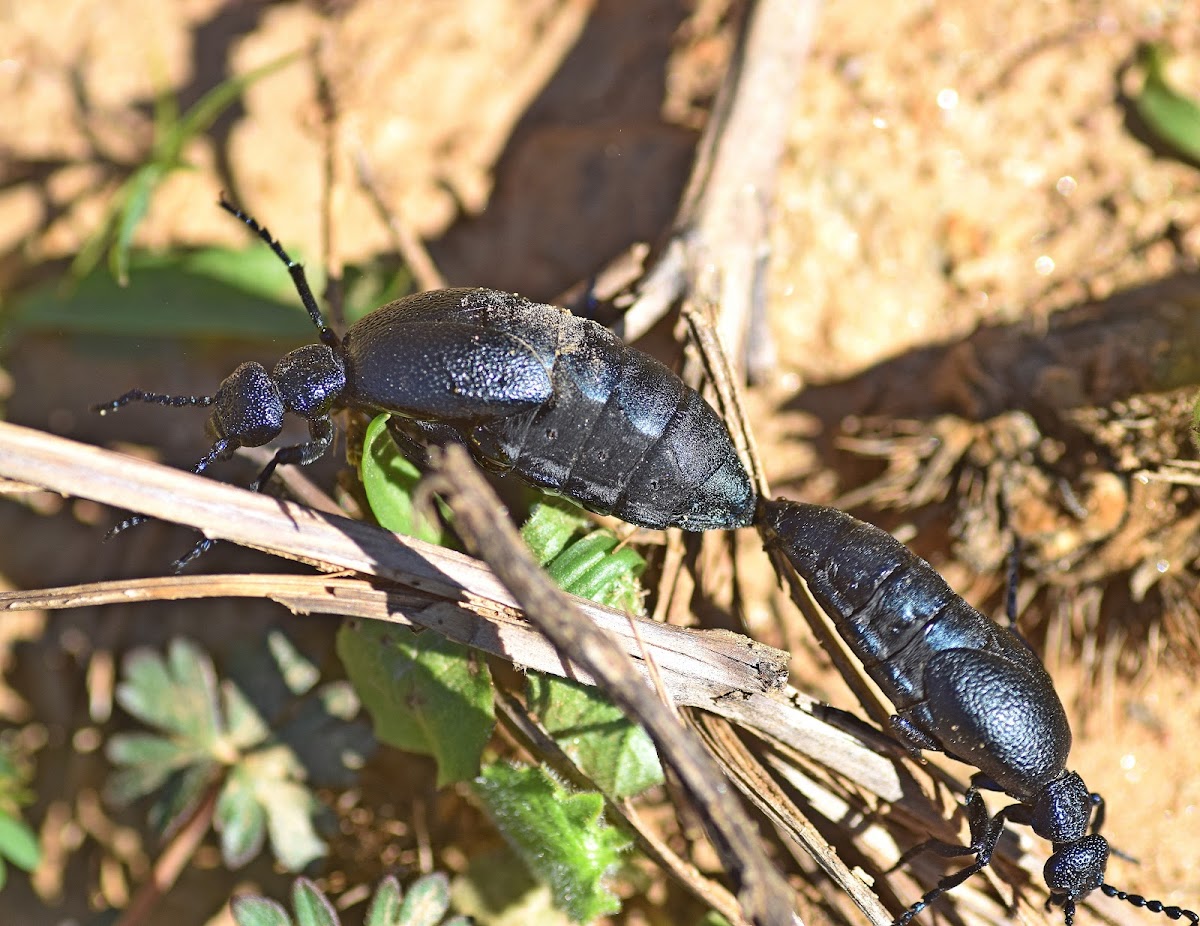 Black Oil Beetle