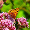 Queen of Spain fritillary