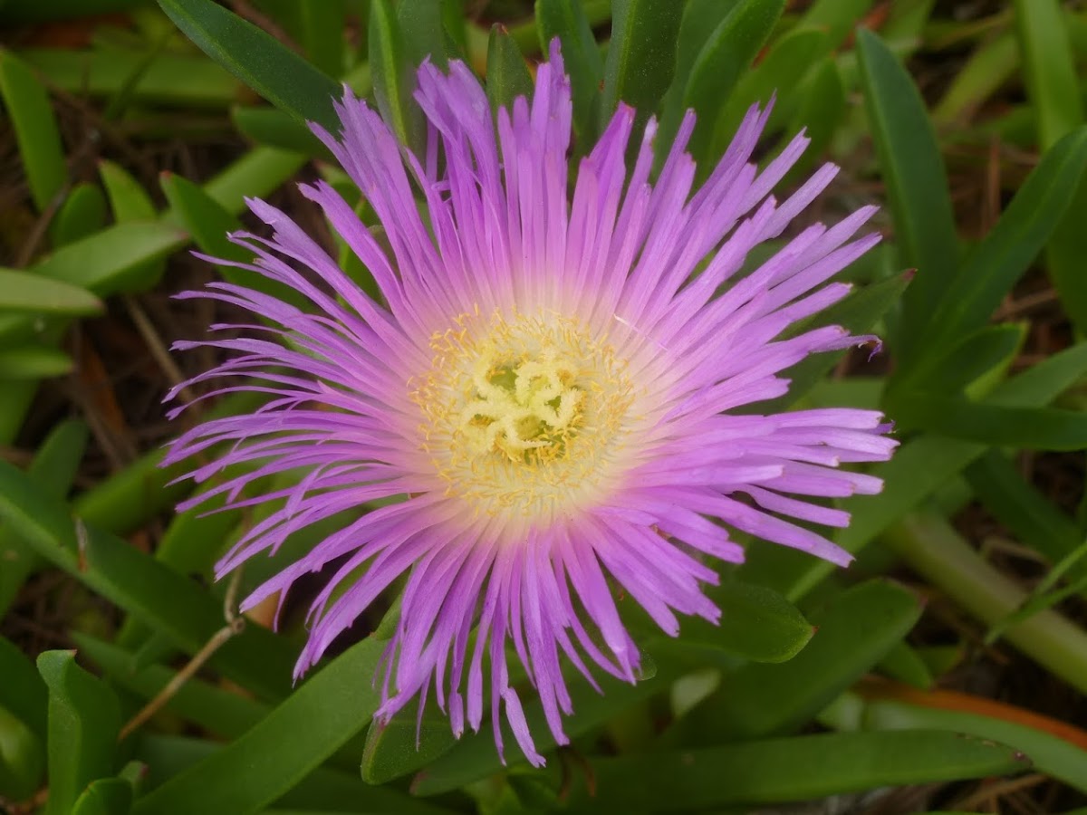 Ice plant