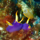 Ornate Batwing Slug