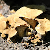 Ash-tree Bolete