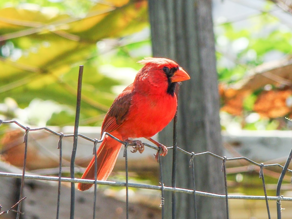 Northern Cardinal (Male)