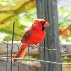 Northern Cardinal (Male)