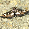 Grape Leafroller Moth