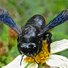 Carpenter-mimic Leaf-cutter Bee