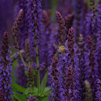 Salvia nemorosa ‘Amethyst’ di 