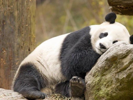 Sleepy Panda Wallpapers