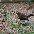 Indian Robin ( Male )