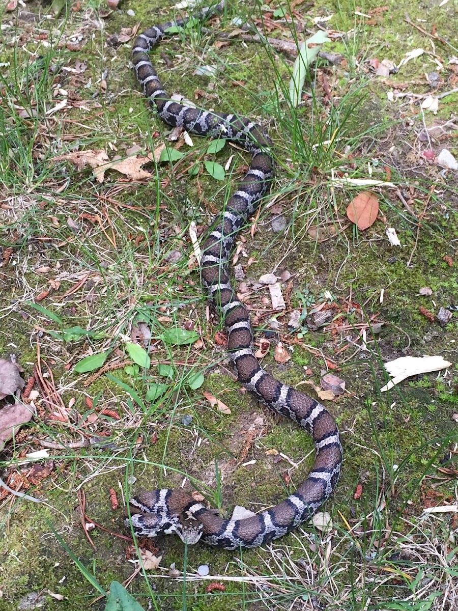 Gray Ratsnake