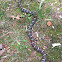 Gray Ratsnake