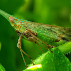 Long-nosed planthopper