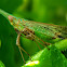 Long-nosed planthopper