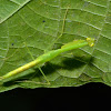 Praying Mantis - Nymph