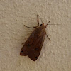 Large yellow underwing