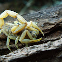 Mediterranean Scorpion