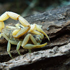 Mediterranean Scorpion