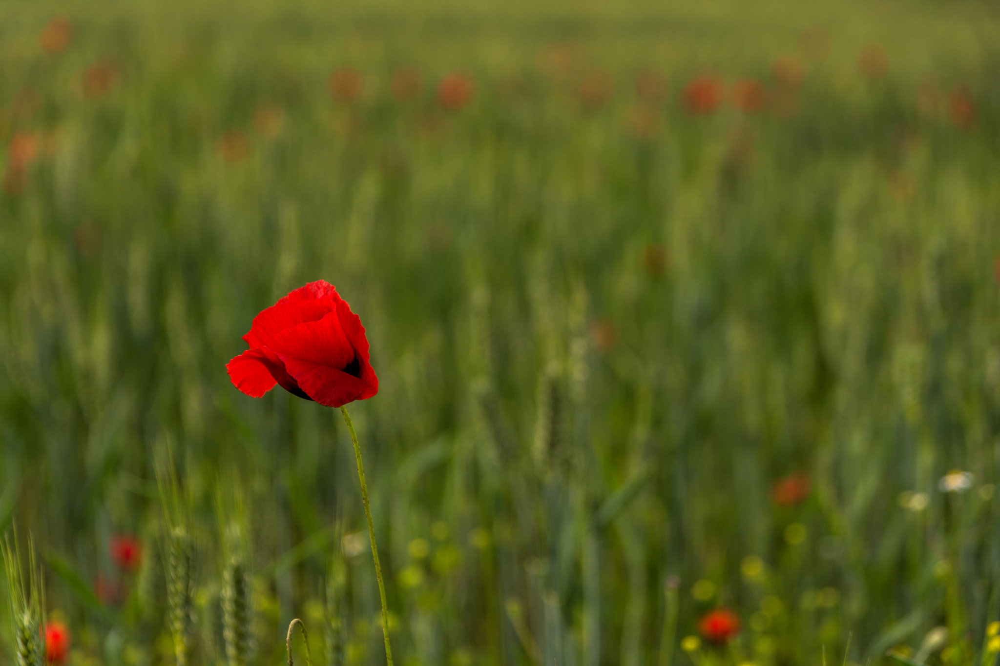 Primavera di christiandeledda