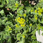 garden yellowrocket