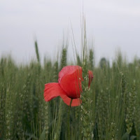 Solitario nel verde... di 