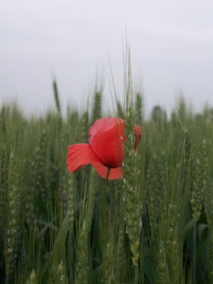 Solitario nel verde... di alicebona85