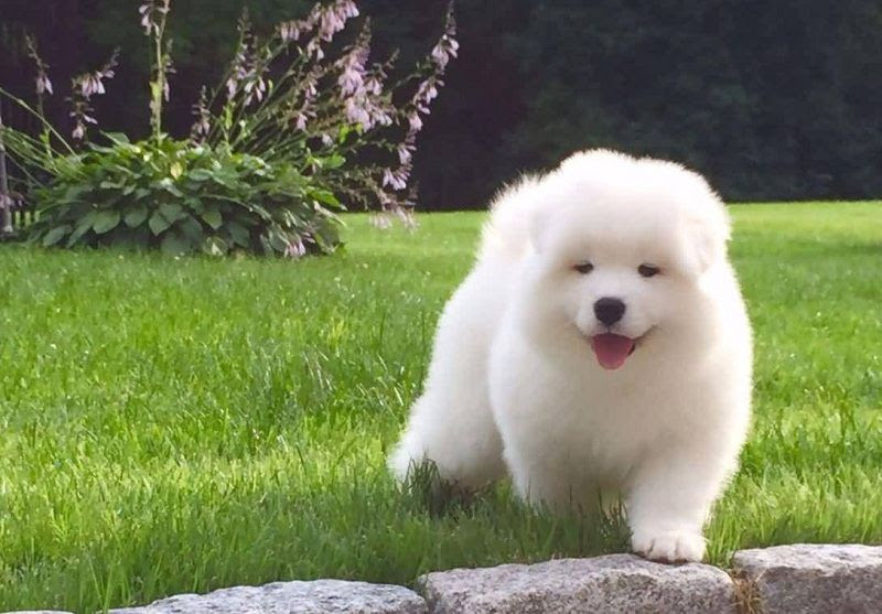 Harga anjing Samoyed. Harga jual-beli anak anjing Samoyed di Indonesia