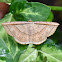 Noctuid Moth