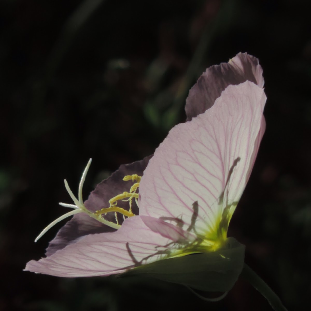 Pink Evening Primrose