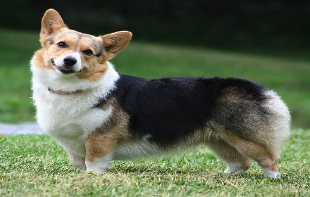 Welsh Corgi Theme small promo image