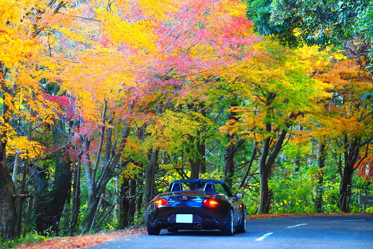 ロードスターのオープンドライブ・森林・目指せ🍁・red leaves🍁に関するカスタム事例の投稿画像1枚目