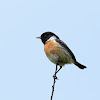 European Stonechat