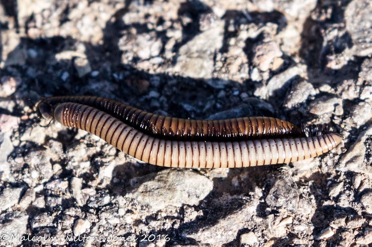 Pill Millipede