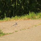 White wagtail