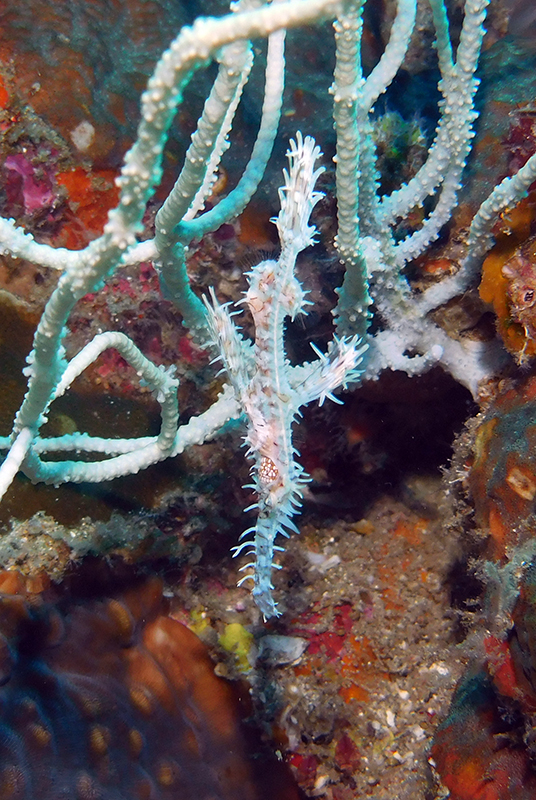 Ornate ghost pipefish