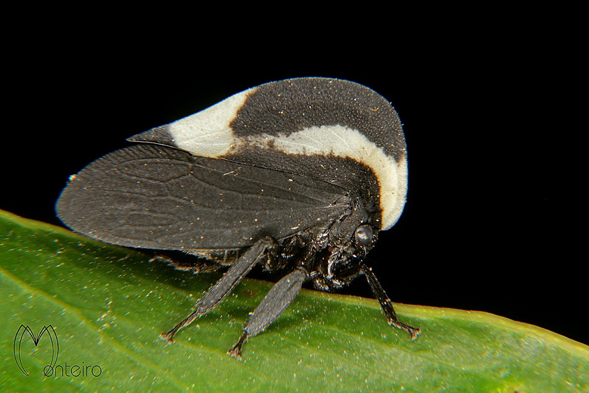 Soldadinho (Portuguese helmet treehopper)