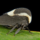 Soldadinho (Portuguese helmet treehopper)