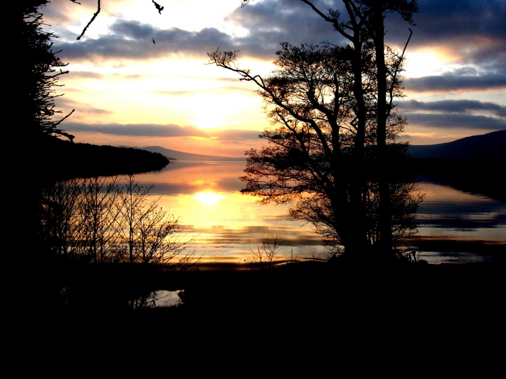 Albero sul lago di gian04