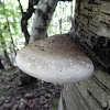 Birch Polypore