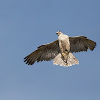 leggerezza in cielo di 