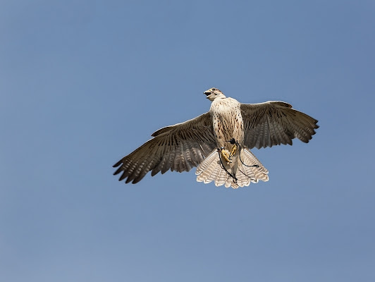 leggerezza in cielo di angart71