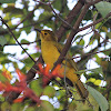 Yellow-browed Bulbul