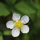 wild strawberry