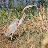 Purple Heron