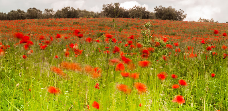 Blowing in the wind di danfabio5959