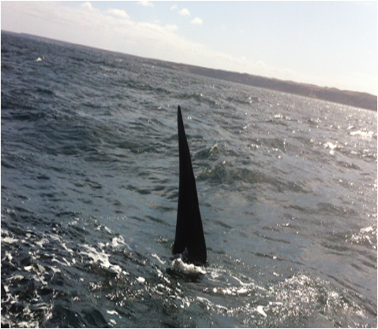 ballena franca austral