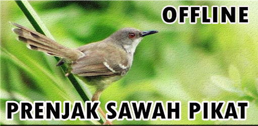 Suara Burung Prenjak Sawah Pikat التطبيقات على Google Play