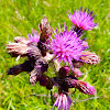 Marsh Thistle