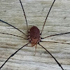 Eastern Harvestman or Daddy-long-legs