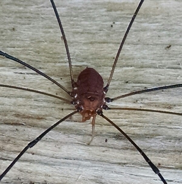 Eastern Harvestman or Daddy-long-legs