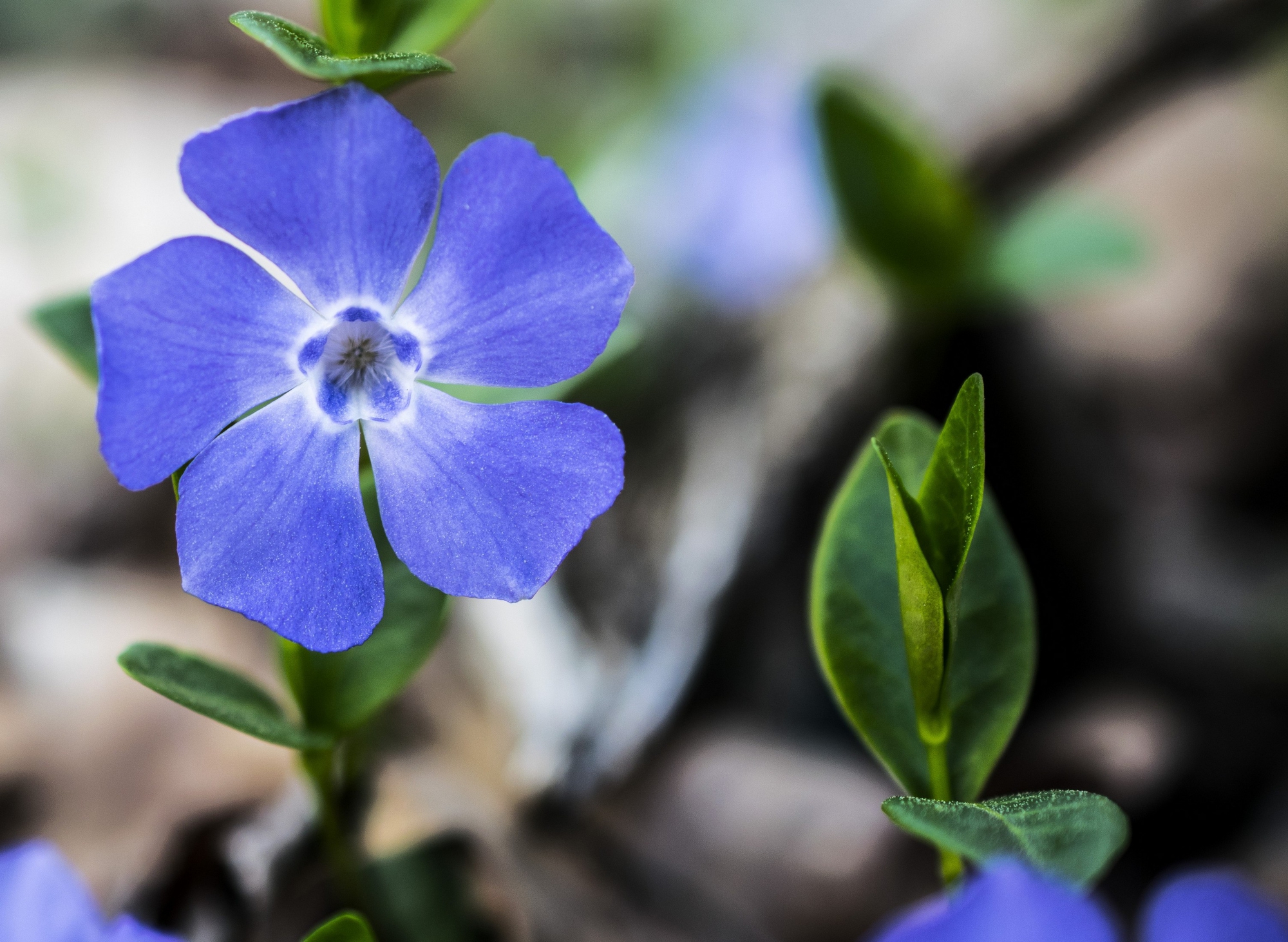 Pervinca il primo fiore di primavera di arturoaiello