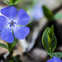 Pervinca il primo fiore di primavera di 